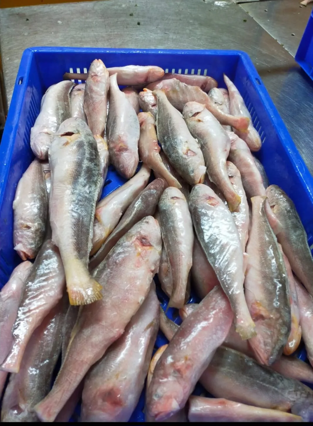 Fish